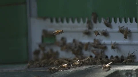 Explore the motion of bees in slow motion as they leave the hive and fly around  Stock Footage 342439668