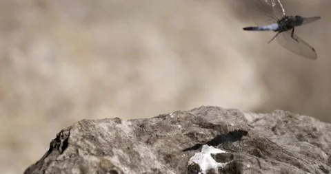 Explore movement of a dragonfly on a rock in slow motion Stock Footage 341273527