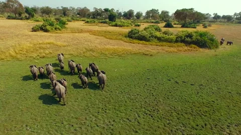 Explore the movements of elephants in the Okavango Delta in Africa Stock Footage 326000603