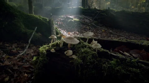 Explore mushrooms growing under sunlight in Bavarian Forest National Park Stock Footage 325639343