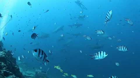 Explore ocean life with fish and sharks in a harmonious ecosystem Stock Footage 283172566