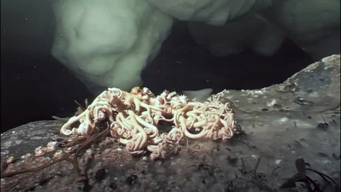 Explore Ophiura's Unique Snake Tail and Gorgon's Head in the Arctic Ocean Stock-Footage 299865612