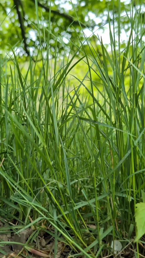 Explore a picturesque meadow, featuring soft grass, towering trees, and vib.. Video stock 275906022