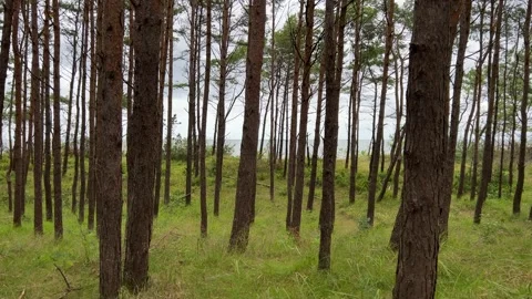 Explore Pine Forest Landscape by the Seashore on a Cloudy Day Stock Footage 279269724
