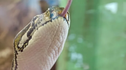 Explore a python in close up at a reptile exhibit during the afternoon Vidéo 339593600