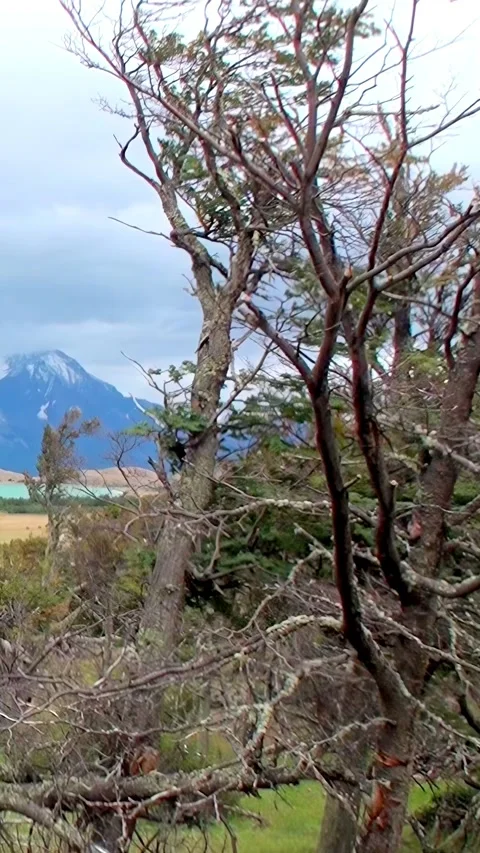 Explore the rugged beauty of Los Alerces National Park in Patagonia Stock Footage 299549051