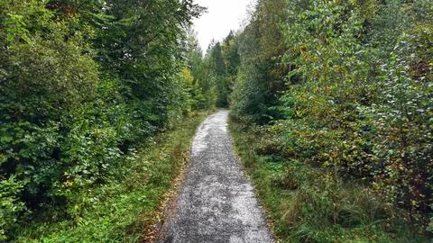 Explore a scenic forest pathway that winds its way through lush and vibrant Stock Photos