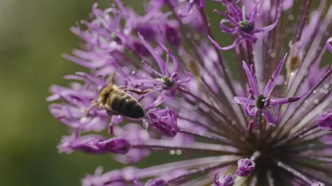 Explore the secret world of bees as they venture among blooming rapeseed 스톡 동영상 244637059