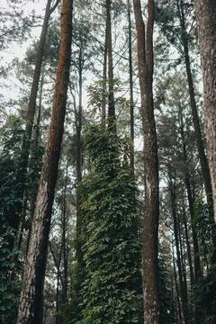 Explore Sentul Bogor Spectacular Waterfalls and Forest Trails. A Hiking Adv.. Stock Photos