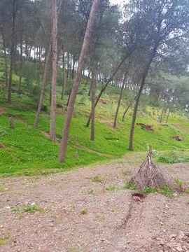 Explore the serene beauty among the trees of the park Stock Photos