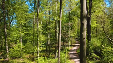 Explore a Serene Forest Path Surrounded by Vibrant Greenery on a Sunny Day 動画素材 308099597