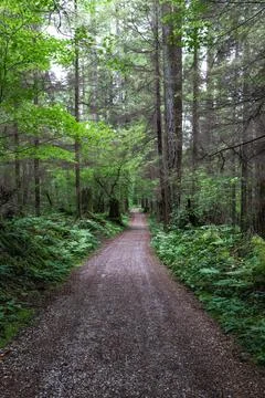 Explore the serene forest path surrounded by trees Stock Photos