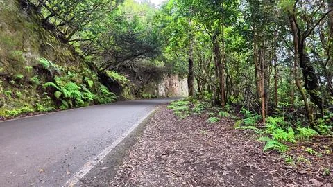 Explore the Serene Forest Road, surrounded by the lush greenery and tranquil Stock Photos