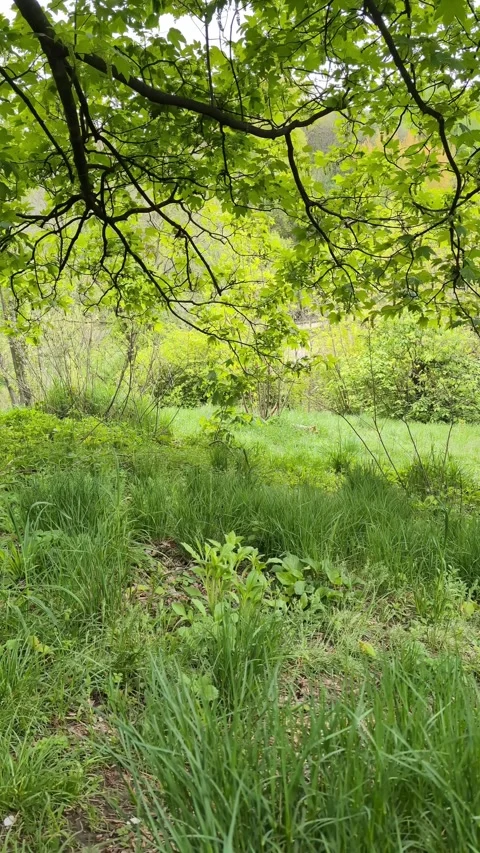 Explore a serene landscape of towering trees, swaying grass, and vibrant fo.. Stock Footage 278516513