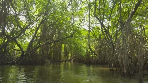 Explore the serene mangrove forests of Sri Lanka on a boat safari adventure Video stock 305388941