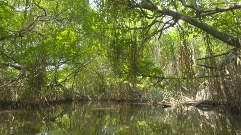 Explore the serene mangrove forests of Sri Lanka on a tranquil boat safari 库存影片 305388986