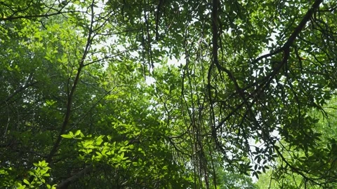 Explore the serene mangrove forests of Sri Lanka on a tranquil boat safari Video stock 305389253