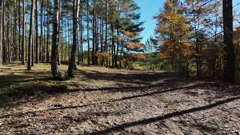 Explore the serene pathway through the vibrant autumn forest basking Stock Footage 319637276