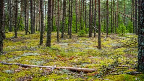 Explore the serene tranquility of a moss-covered forest floor. Fallen branche 스톡 사진