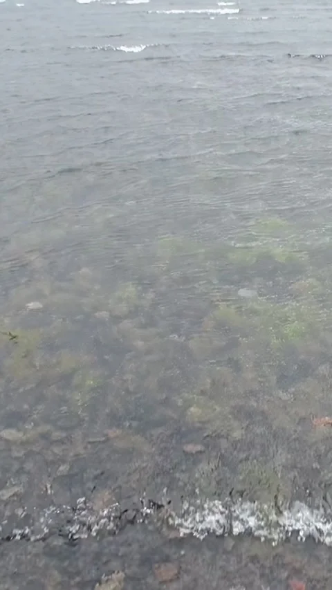 Explore the serene waters and lush landscapes of Los Alerces National Park Video stock 314299837