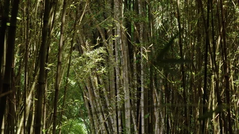 Explore the serenity of a lush bamboo forest filled with vibrant green leaves Stock Footage 321588093