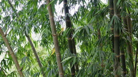 Explore the serenity of a lush green bamboo forest during the day Stock Footage 321588266