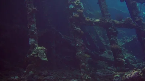 Explore a shipwreck coral reef teeming with colorful fish and marine life Stock Footage 319283360