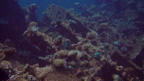 Explore shipwreck coral reefs and discover diverse fish species in underwater Stock Footage 346172764