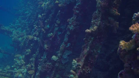 Explore shipwreck diverse coral reefs and vibrant fish species Stock Footage 319280372