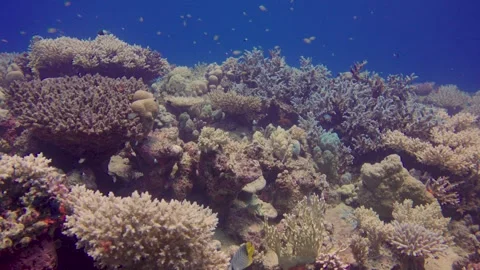 Explore the shipwreck vibrant coral reef teeming with colorful fish underwater Stock Footage 319281154