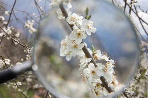 Explore springtime beauty with detailed view through blurred magnifying glass of Stock Photos