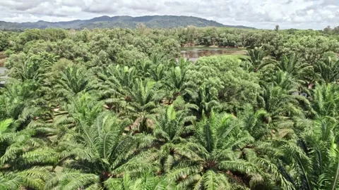 Explore stunning aerial views of Thailand's lush nature and coastline Video stock 310557119