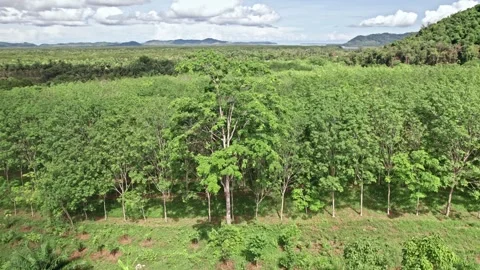 Explore stunning aerial views of Thailand's lush nature and tranquil landscapes Video stock 310557664