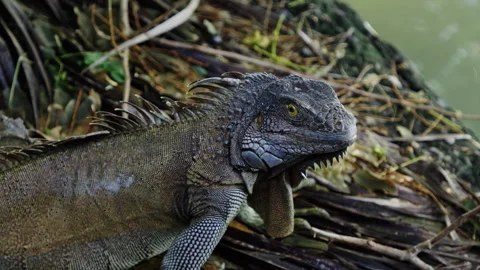 Explore the stunning beauty of an exotic iguana in its tropical habitat Stock Footage 321600942