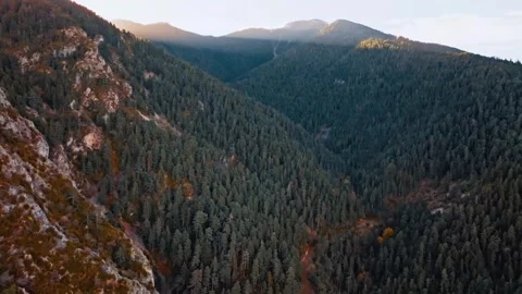 Explore the stunning forest landscape at sunset in autumn Stock Footage 320290472