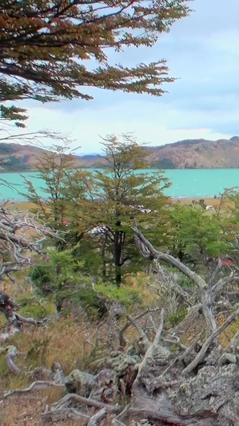 Explore stunning landscapes of Los Alerces National Park in Patagonia Video stock 299548942