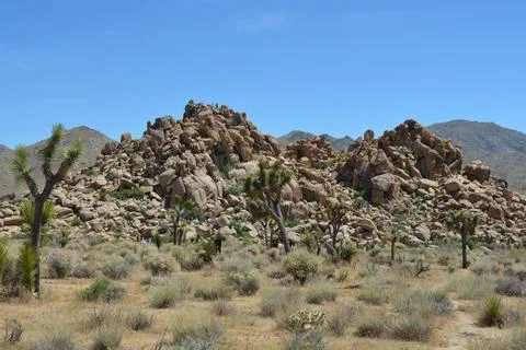 Explore the Stunning Rock Formations and Joshua Trees of the Desert Landscape Stock-Fotos