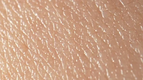 Explore the texture surface skin with macro video footage. 4K. Stock Footage 268371641