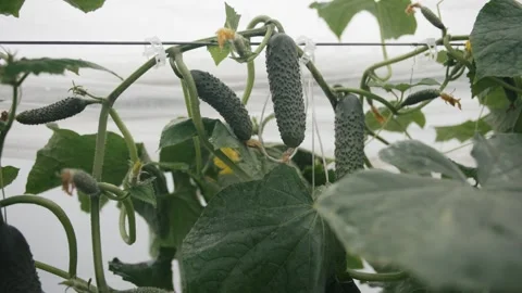 Explore the thriving cucumber greenhouse Stock Footage 289477789