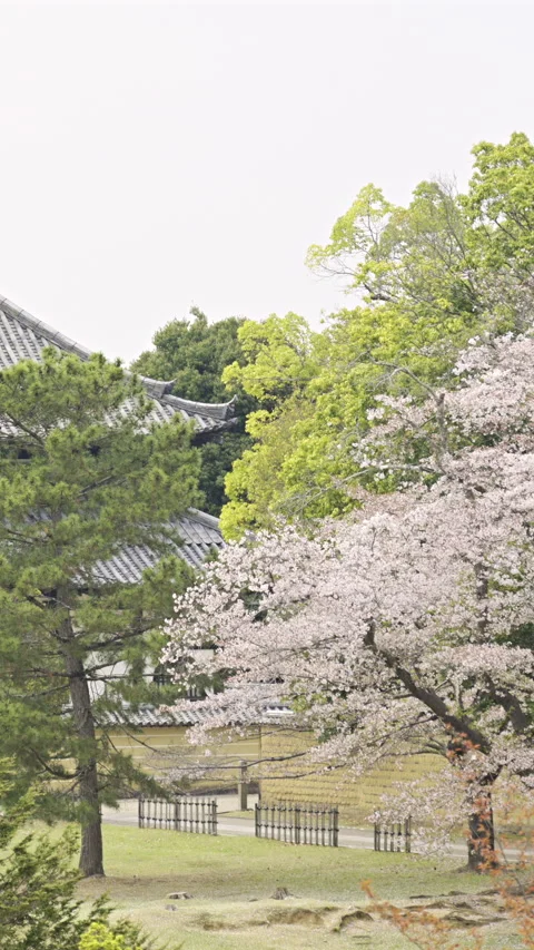 Explore Todai Ji Buddhist temple in Nara, Japan with stunning architecture and Stock Footage 314098758