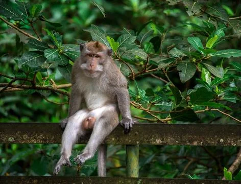 Explore the tranquil atmosphere of the monkey forest in Bali while observing Stock Photos