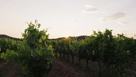 Explore the tranquil beauty of Fields Vineyard Plantation at sunset Stock Footage 321442385