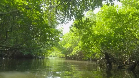 Explore the tranquil mangroves of Sri Lanka's coastal lagoons by boat safari Video stock 305389063