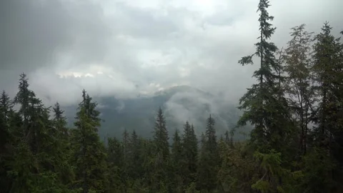 Explore trees and clouds in a forest landscape during a cloudy day Stock Footage 329033366