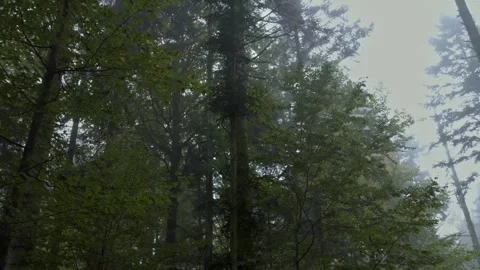 Explore the trees and mist in Bavarian Forest National Park Stock Footage 325639595