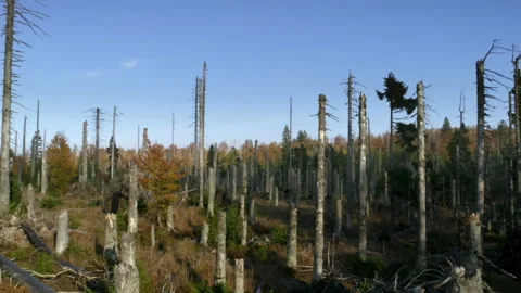 Explore trees and nature in Bavarian Forest National Park during autumn Stock Footage 325633492