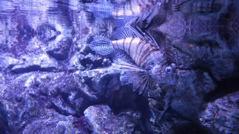 Explore an Underwater Aquarium Showcasing Exotic Fish in their Natural Marine Stock Footage 278016570