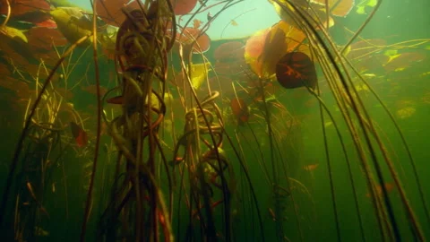 Explore underwater life in Okavango Delta with plants and fish swimming Stock Footage 326002342