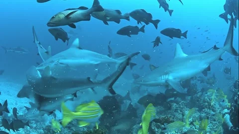 Explore underwater to see fish and sharks in their natural habitat Stock Footage 283172500