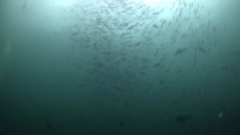 Explore underwater view of fish and corals in Maldives and feel your disappear. Video stock 236809311